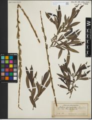 Foto von Salix purpurea L.